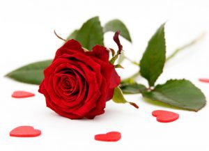 Beautiful-Red-Roses-roses-34610974-690-501